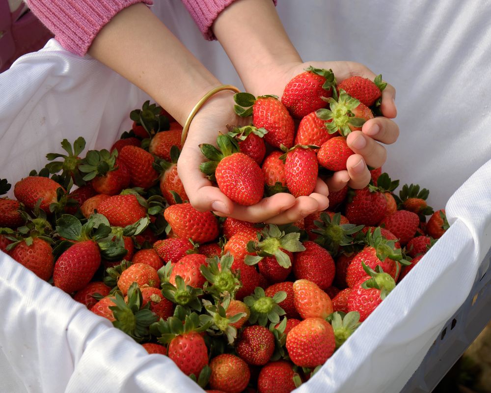 Strawberries in Dalat