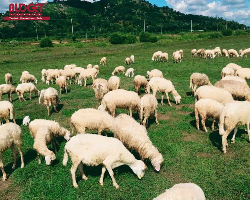 Vung-Tau-Farm-Sheep
