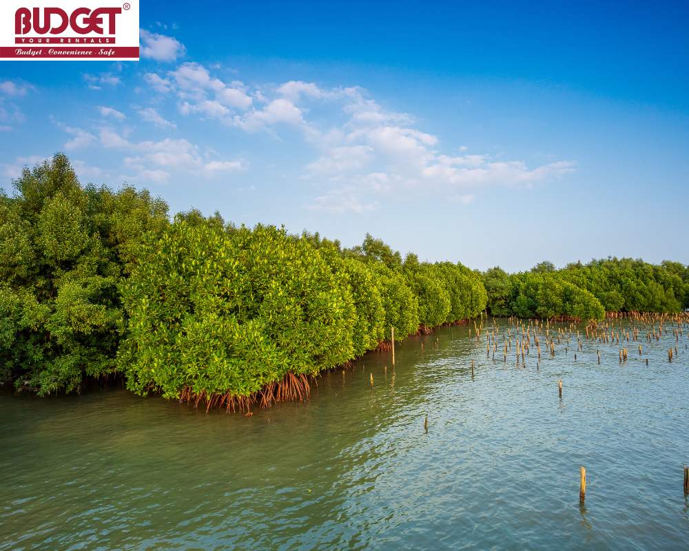 mangrove-forest-in-ca-mau