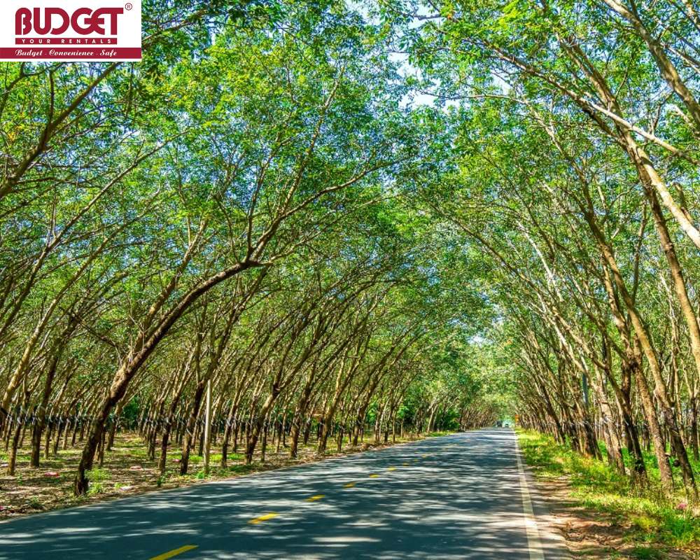 the-rubber-plantation-in-the-suburbs-of-tay-ninh