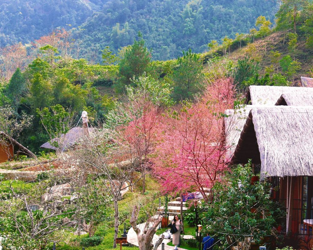 Blossoming Beauty in Yen Bai