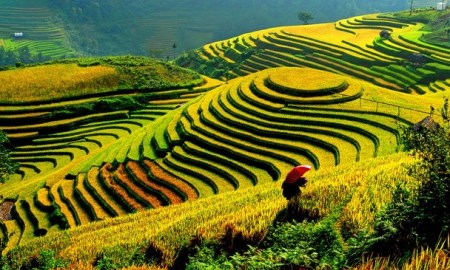 The Roads, that can see beautiful Ripe Rice In The Northwest Of Vietnam The Roads, that can see beautiful Ripe Rice In The Northwest Of Vietnam