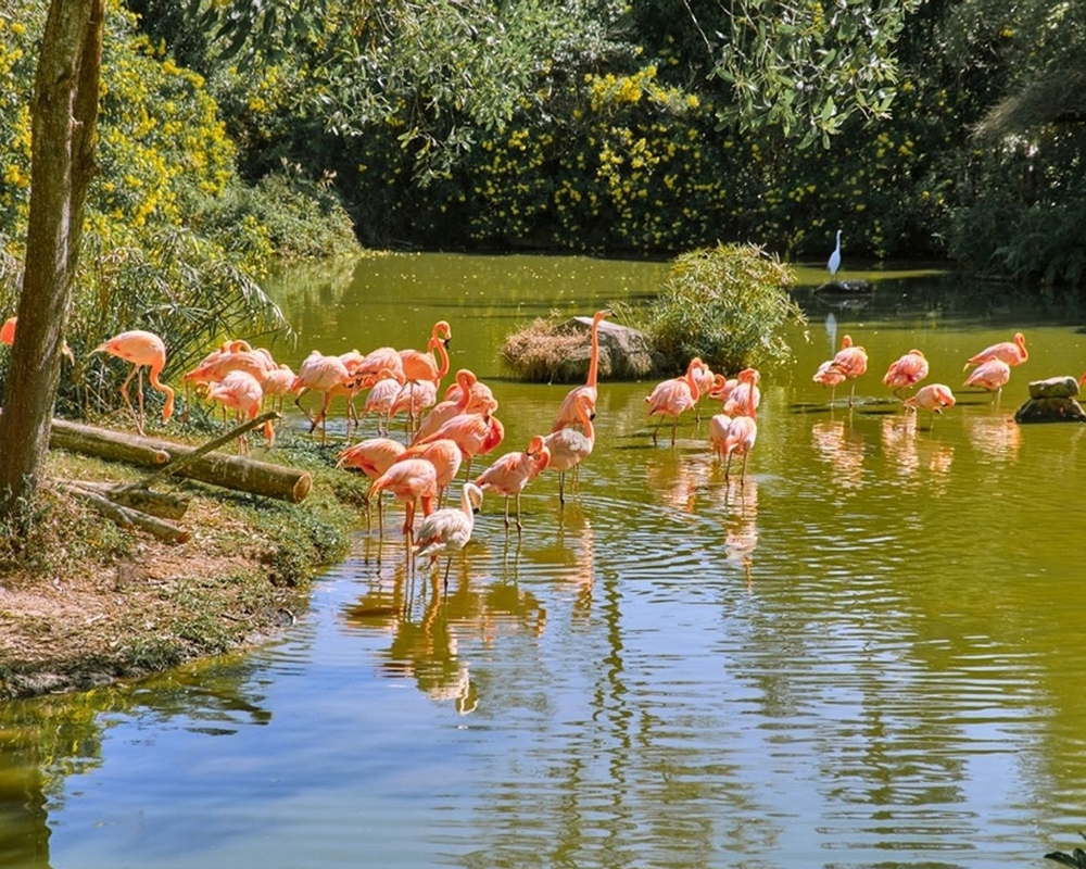 Flamingo-in-Phu-Quoc-National-park