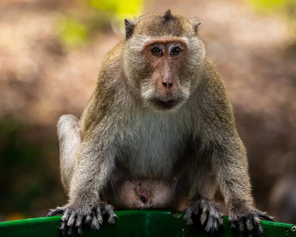 Macaque-Monkeys-Con-Dao