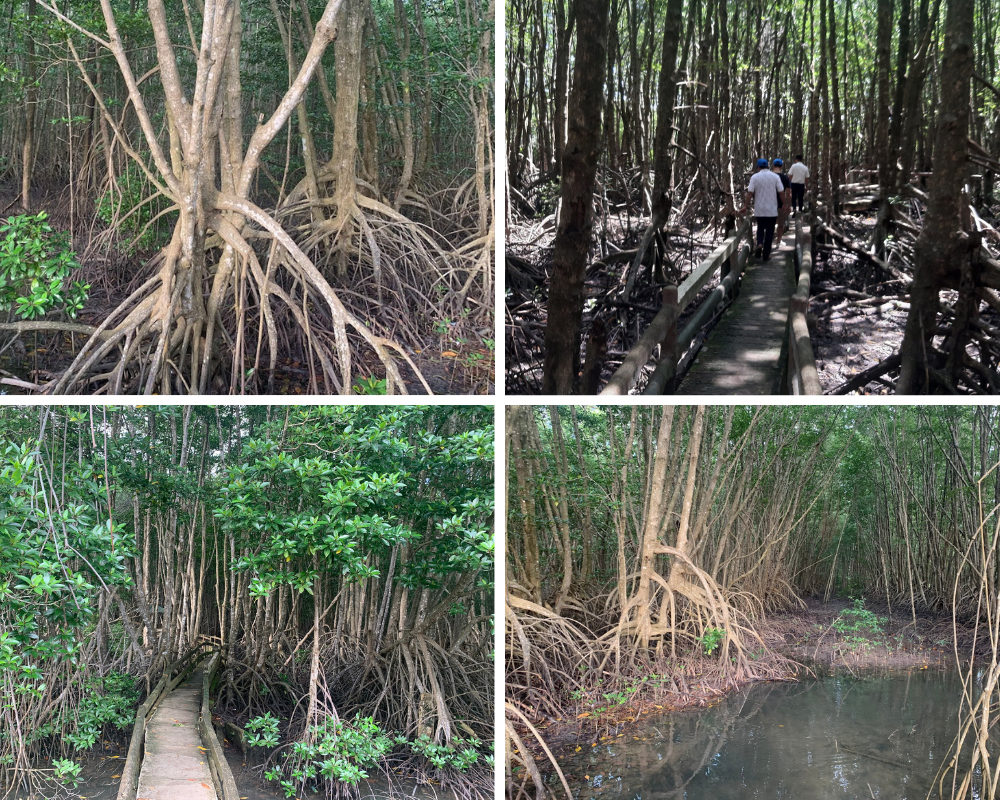 mangrove-forest-in-Ca-Mau