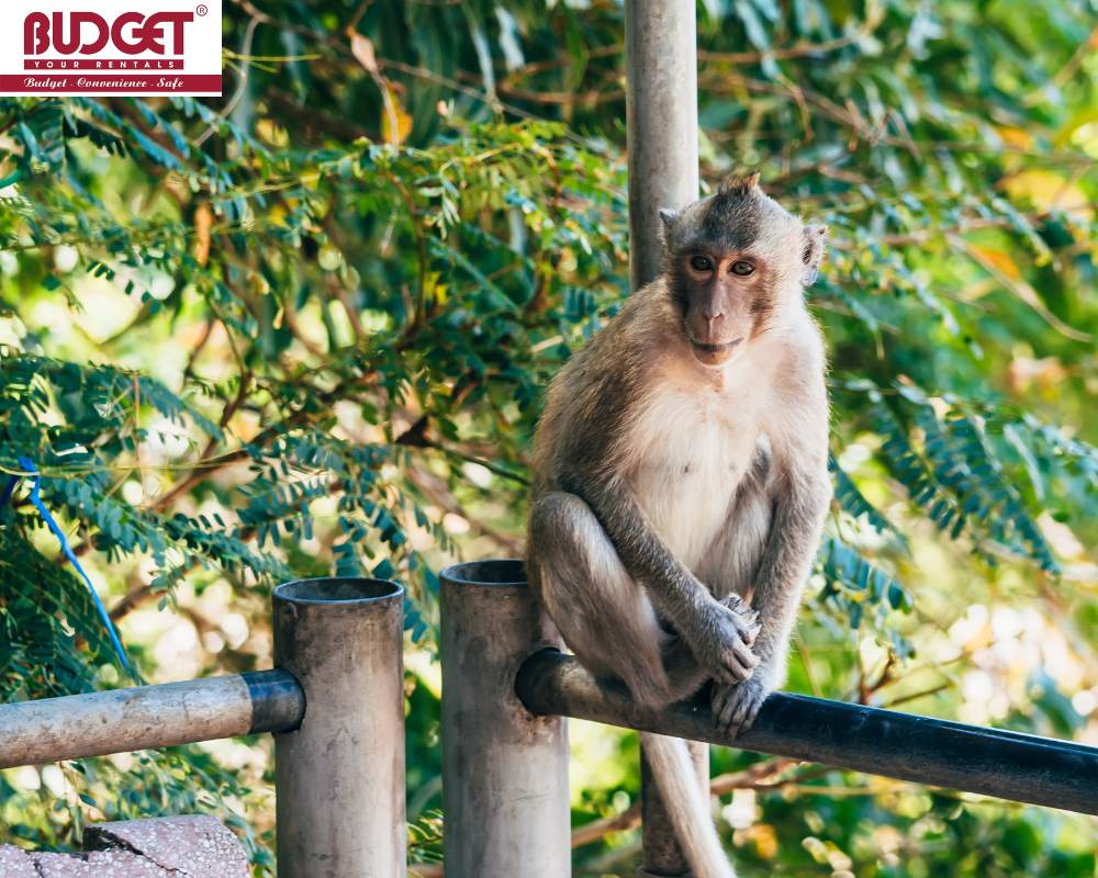 monkey-in-the-Nam-Cat-Tien-National-Park