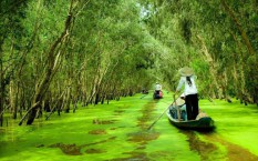 A Travel Guide to Tra Su Cajuput Forest Vietnam 2024