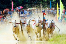 Ox Racing - A Must-see Festival For You in An Giang