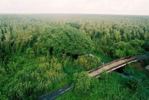 The Mysterious U Minh Forest in Ca Mau - Top Thing To See