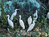 Dam Doi Bird Sanctuary in Ca Mau - What Is Interesting?